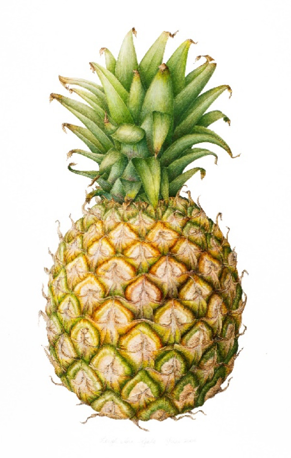 Pineapple print Leigh Ann Gale Botanical Art & Tuition