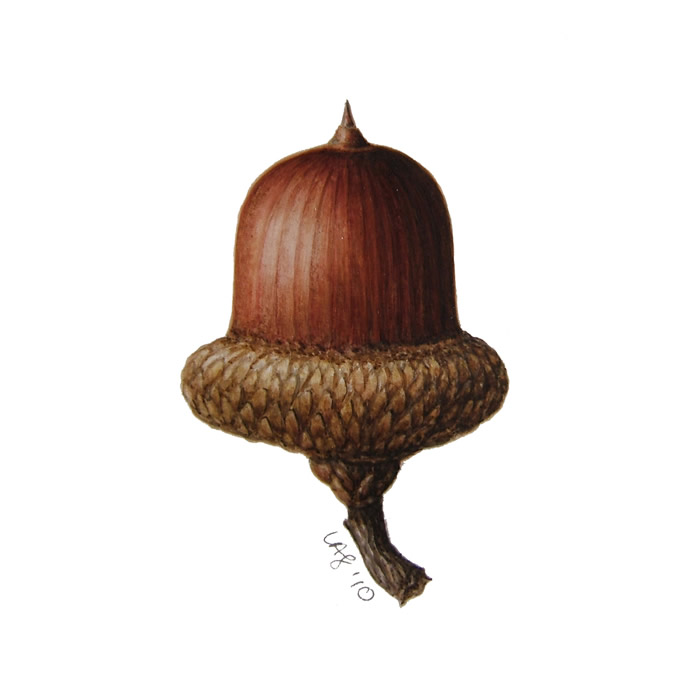 Botanical Illustration: ‘Painting Acorns’ – one day workshop at Kew Gardens