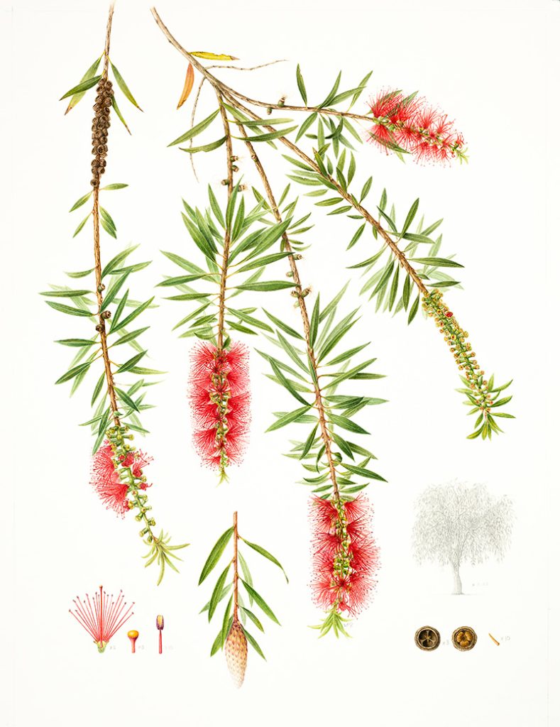 About Leigh Ann Gale Botanical Art & Tuition