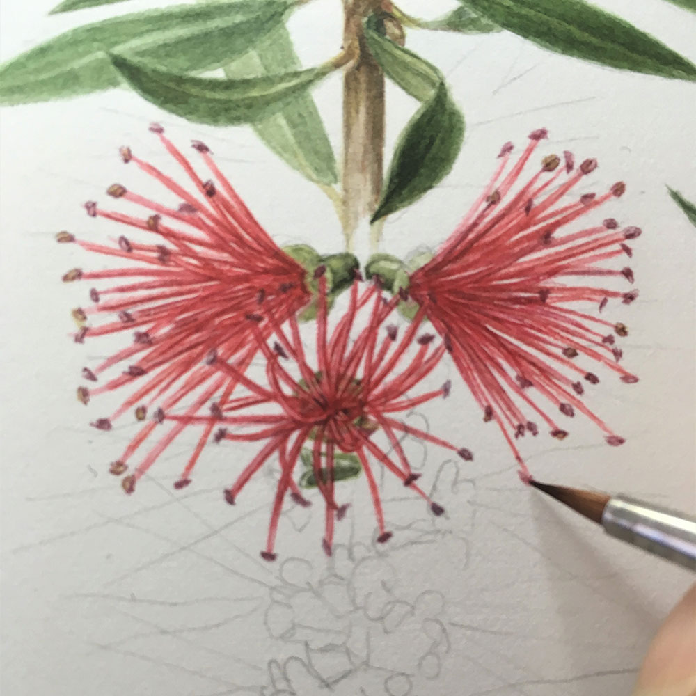 Leigh Ann Gale botanical art commissions
