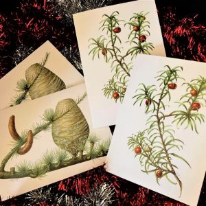 Mixed pack of Christmas cards - botanical Yew and Cedrus atlantica ‘Manetti’ designs