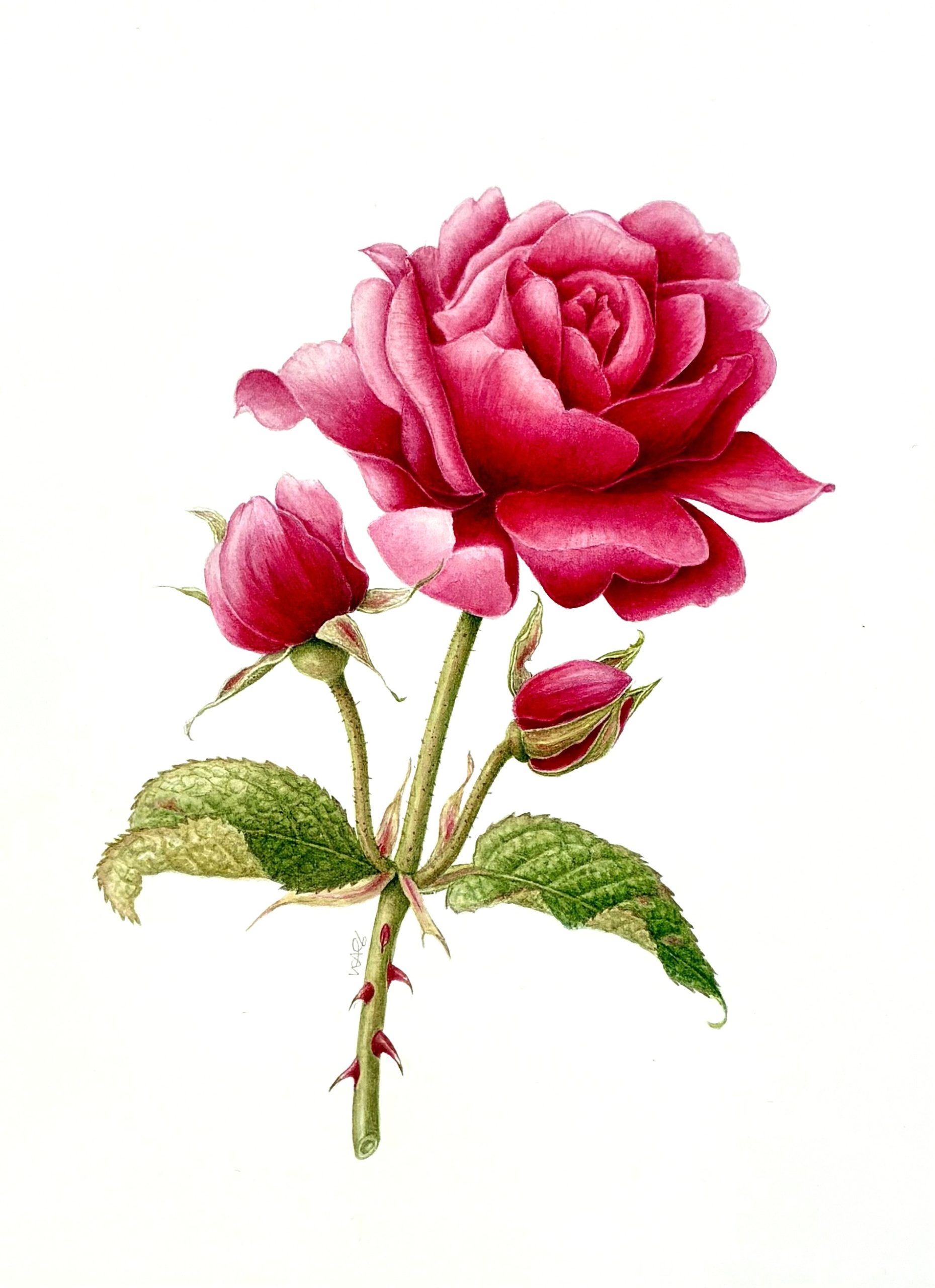 Rosa 'James L. Austin.' Leigh Ann Gale