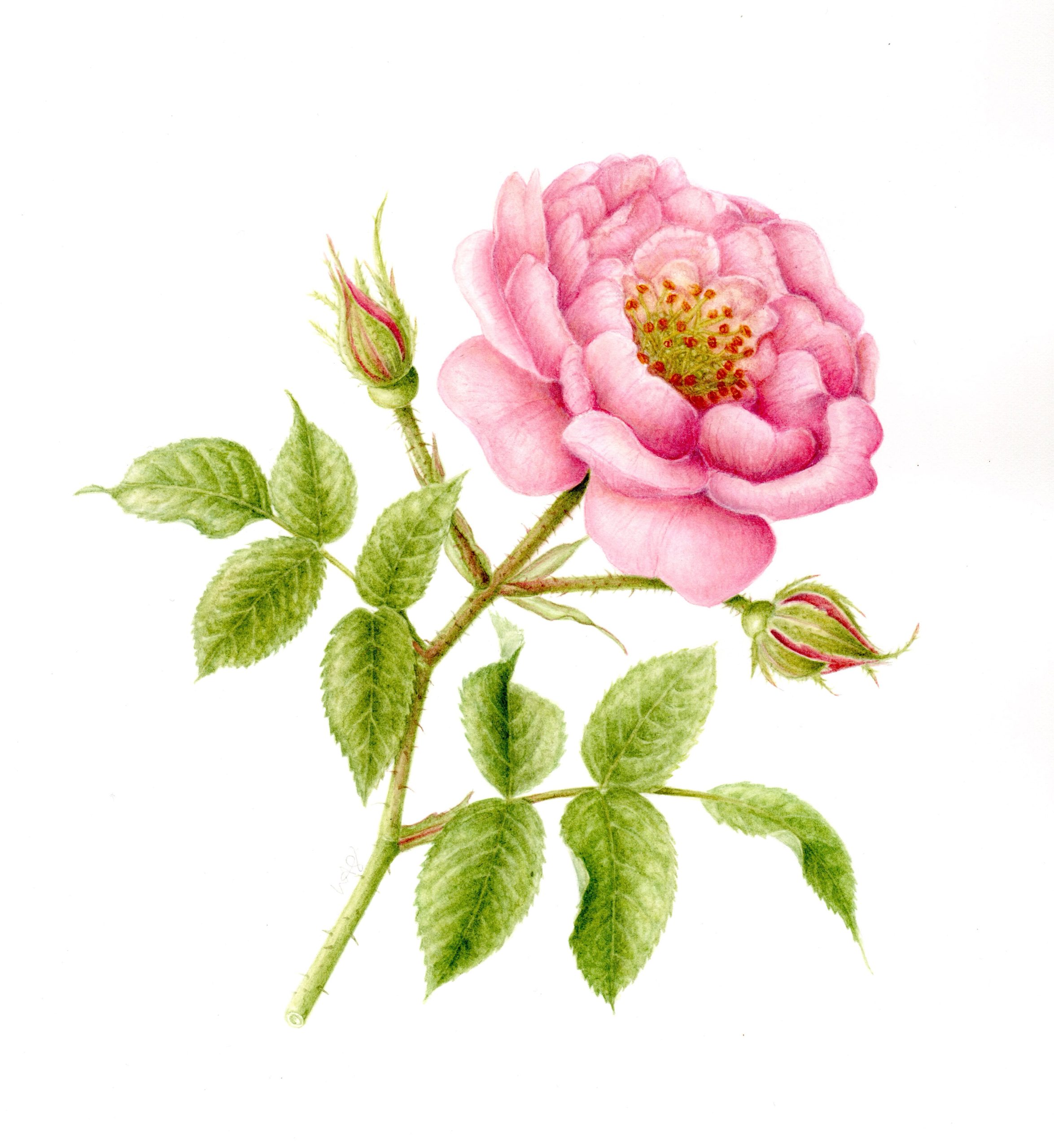 Rose Scarborogh Fair Scan