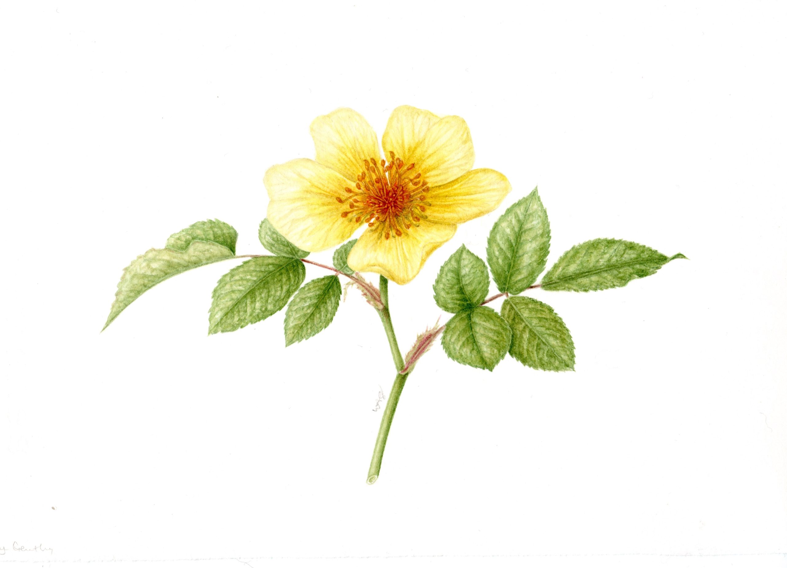 Tottering by Gently rose scan