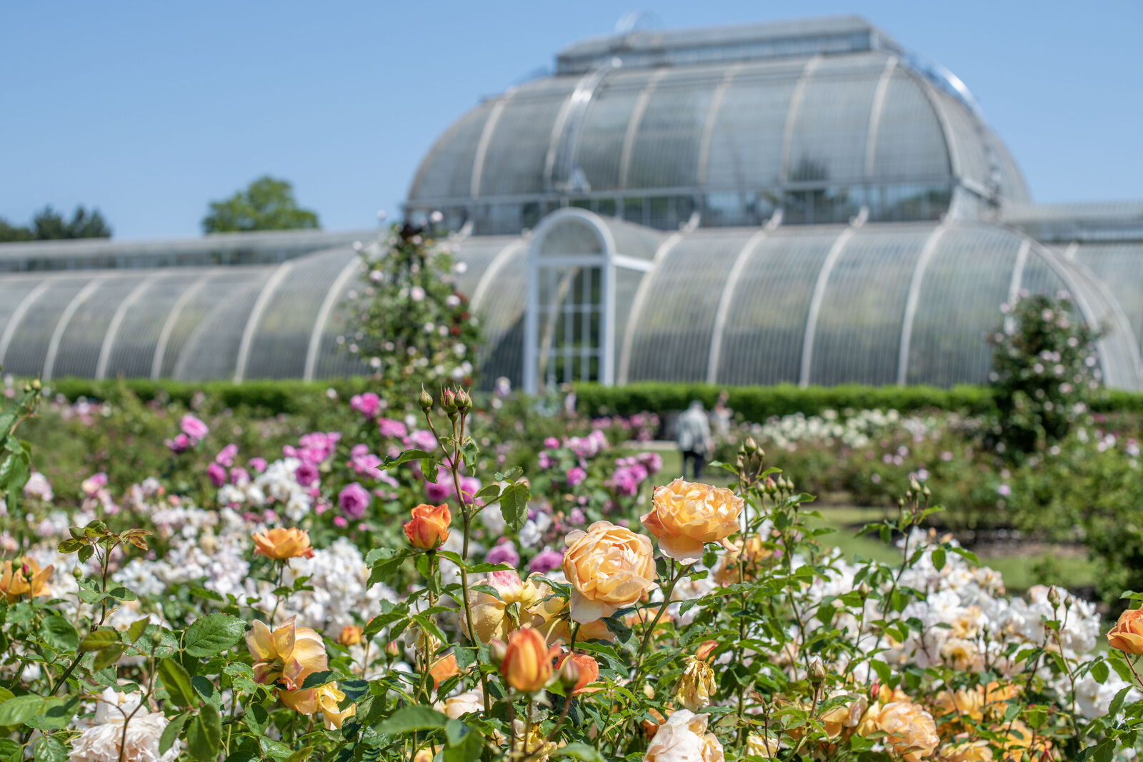 Roses in the Rose Garden with the Palm House in the background, summer 2023